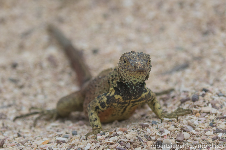 galapagos